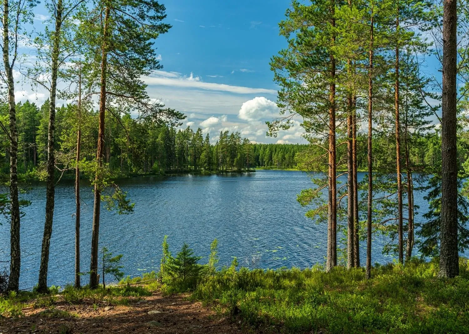 BELECO 8x6ft Fabric Forest Lake Backdrop Nature Park Lakeside Green Trees Scenery Background Spring Summer Outdoor Camping Hiking Decoration Kid Adult Artistic Portrait Photo Studio Props